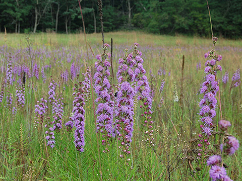 Liatris aspera